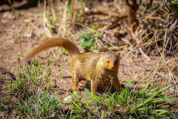 A dwarf mongoose-like other mustelids-is curious